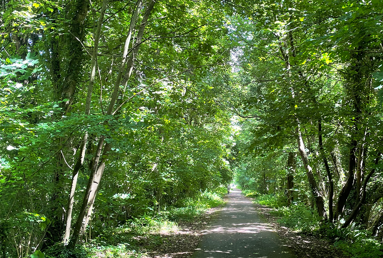 Tree lined path near abergavenny