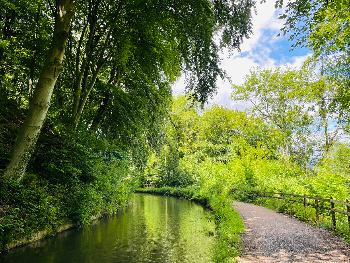 Trees by an abergavenny canal